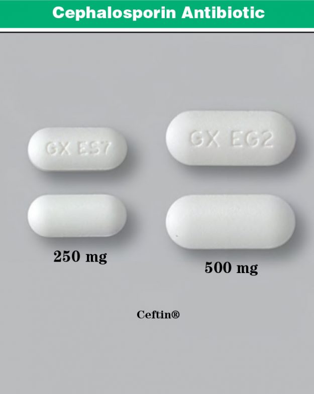 Cephalosporin Antibiotic – Sigler Drug Cards