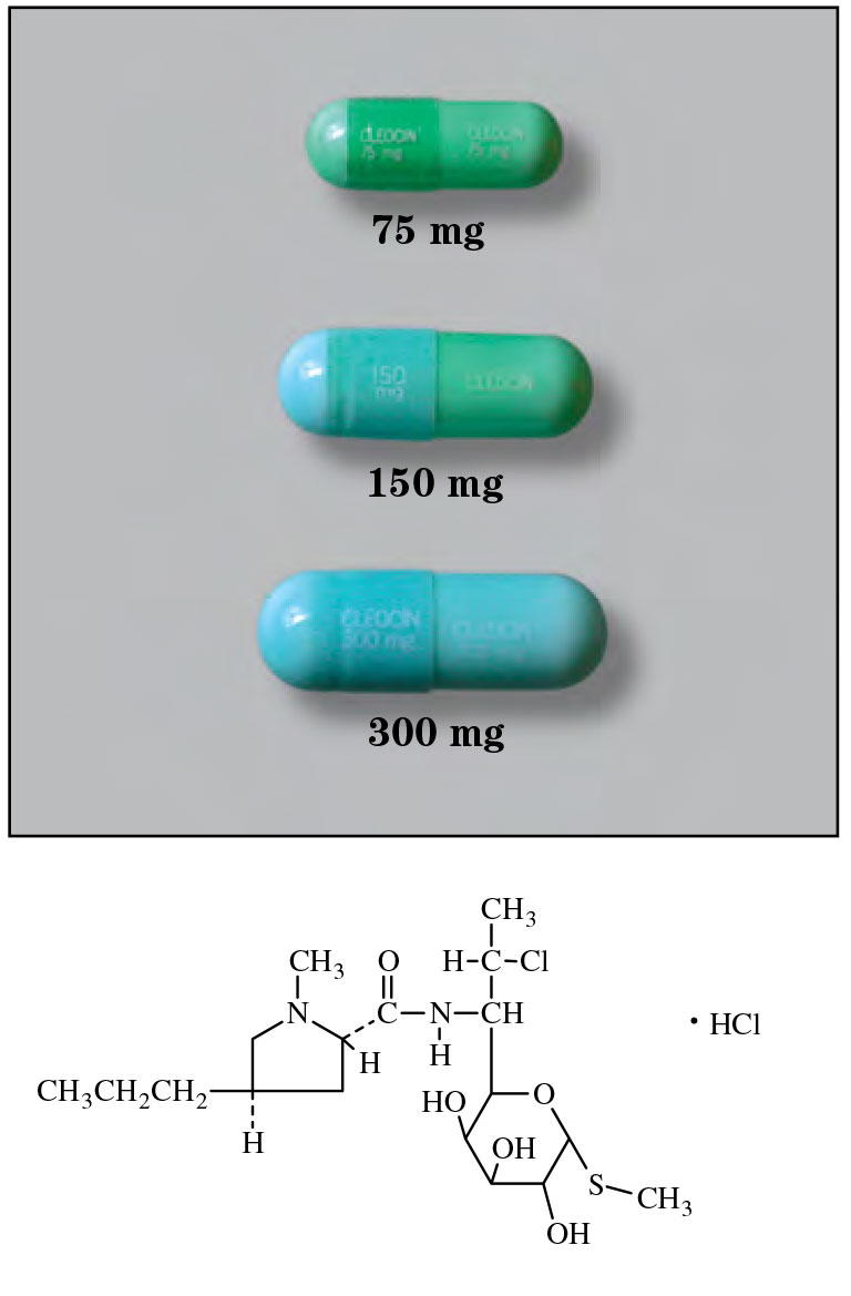 Clindamycin Hydrochloride Sigler Drug Cards   Clindamycin Antibiotic Penicillins And Cephalosporins 1 